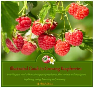 Illustrated Guide to Growing Raspberries Image